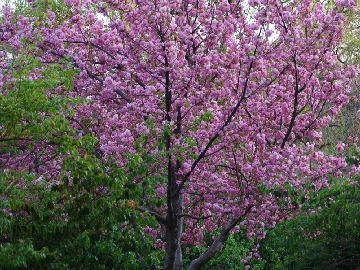 玉淵潭公園游玩攻略櫻花節(jié)時(shí)間是幾月幾日、門票成人票是多少錢一張是多少錢?看點(diǎn)是什么、交通
