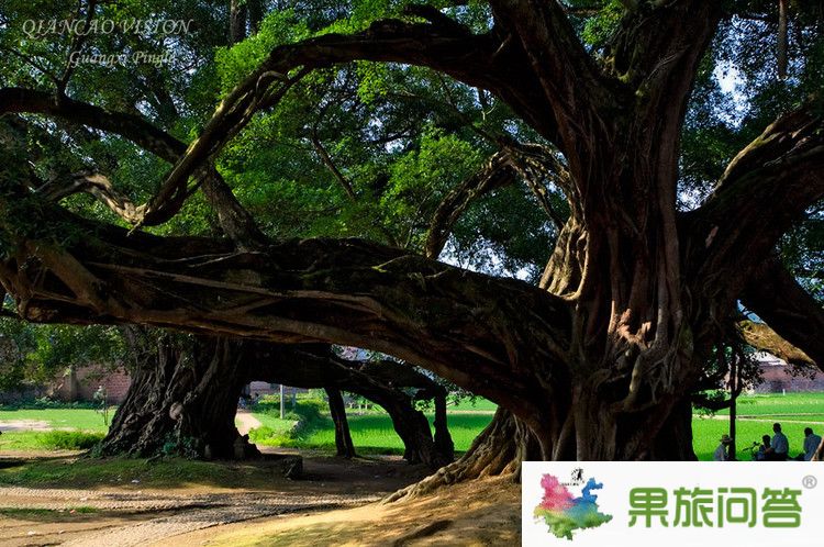 <b>春季到昆明,版納,大理、麗江快巴旅游行程7天6晚游</b>