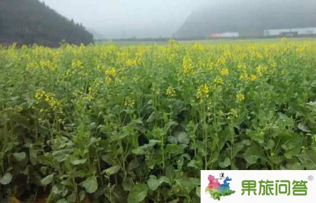 2015今年羅平油菜花節(jié)什么時(shí)侯開?